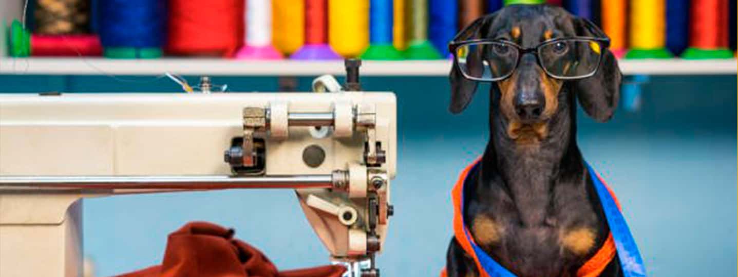 mascota, perro con lentes y una maquina de cocer